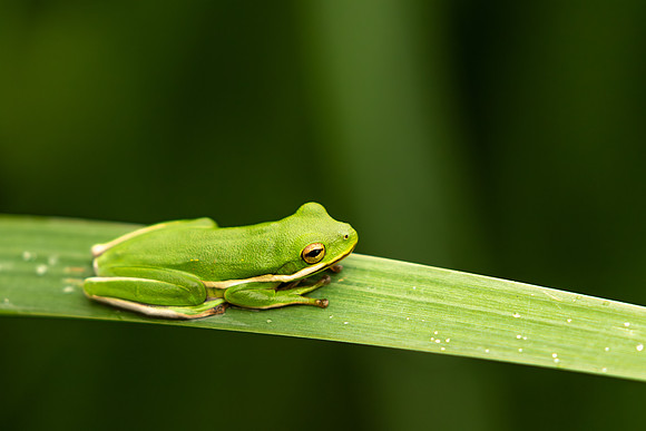Tree frog