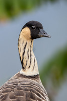 Nēnē - Hawaiian goose