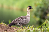 Nēnē - Hawaiian goose