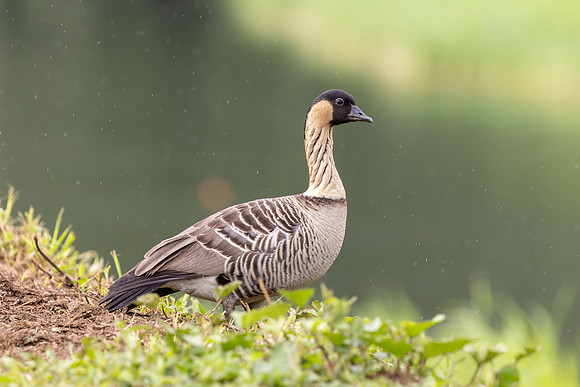 Nēnē - Hawaiian goose