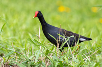 'Alae 'ula - Hawaiian gallinule
