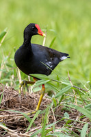 'Alae 'ula - Hawaiian gallinule