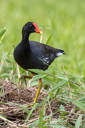 'Alae 'ula - Hawaiian gallinule