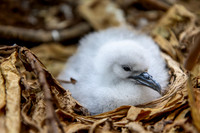 'Ua'u kani - Wedge-tailed shearwater chick