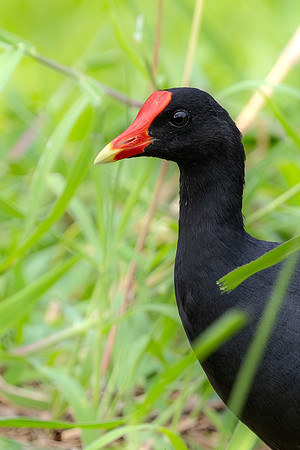 'Alae 'ula - Hawaiian gallinule
