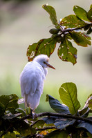 Cattle egret
