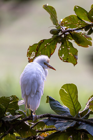 Cattle egret