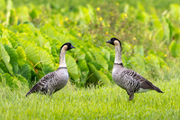 Nēnē pair by a taro lo'i