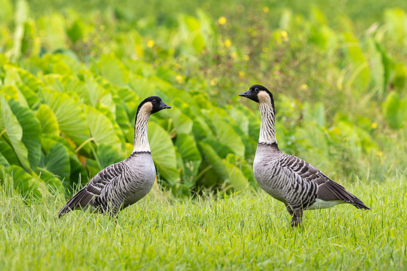 Nēnē pair by a taro lo'i