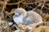 'Ua'u kani - Wedge-tailed shearwater chick