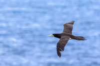 'A - Brown booby