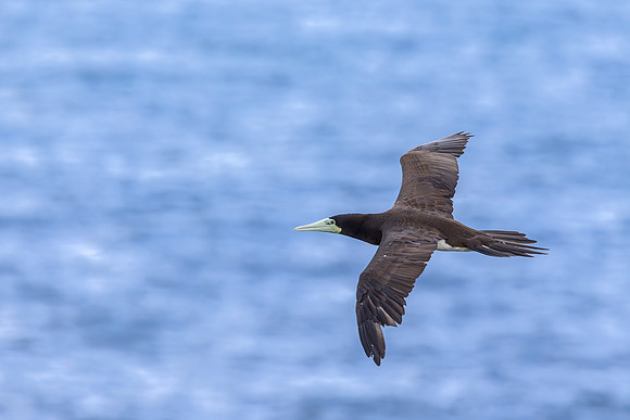 'A - Brown booby