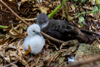 'Ua'u kani - Wedge-tailed shearwater chick and parent