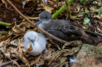 'Ua'u kani - Wedge-tailed shearwater chick and parent