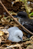 'Ua'u kani - Wedge-tailed shearwater chick and parent