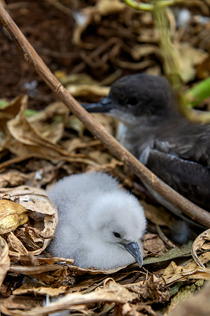 'Ua'u kani - Wedge-tailed shearwater chick and parent