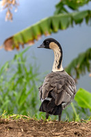 Nēnē - Hawaiian goose
