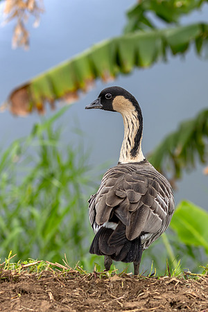 Nēnē - Hawaiian goose