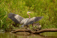 Great blue heron