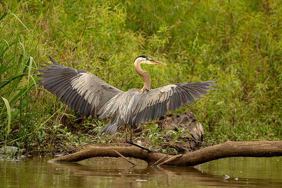 Great blue heron