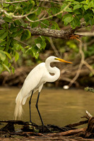 Great egret