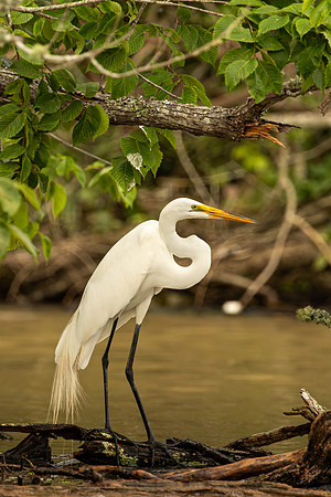 Great egret
