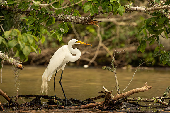 Great egret