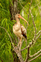 White ibis (juvenile)