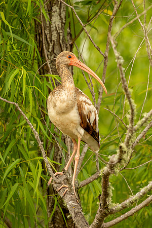 White ibis (juvenile)