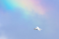 Koa'e 'ula - Red-tailed tropicbird