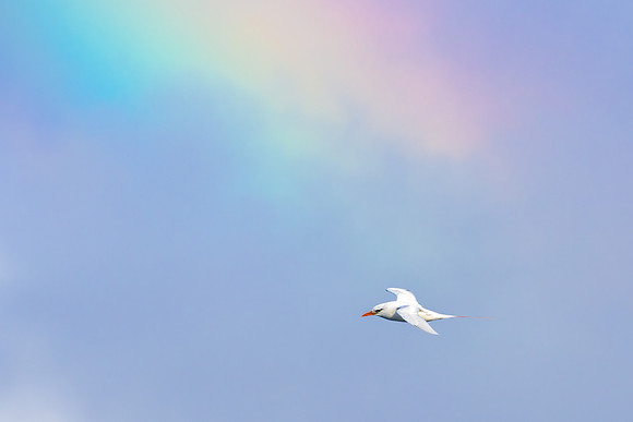 Koa'e 'ula - Red-tailed tropicbird
