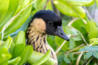 Kaua'i
