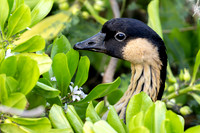 Nēnē - Hawaiian goose hiding in a naupaka bush