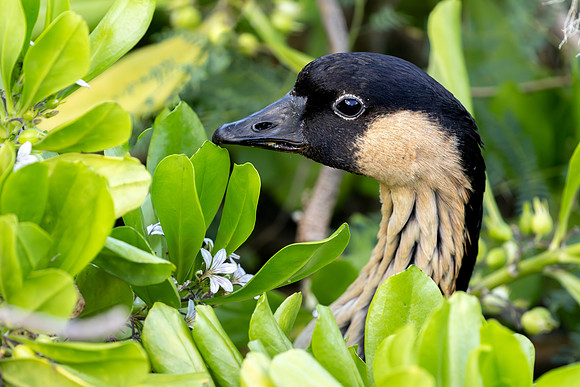 Nēnē - Hawaiian goose hiding in a naupaka bush