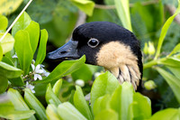 Nēnē - Hawaiian goose hiding in a naupaka bush