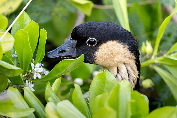 Nēnē - Hawaiian goose hiding in a naupaka bush