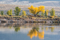 Cottonwood trees along the Green River