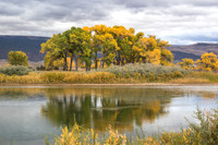Cottonwoods and their reflection in the Green River