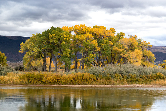Cottonwoods and Green River at Horseshoe Bottom
