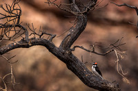 Downy woodpecker (male)