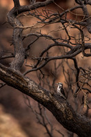 Downy woodpecker (female)