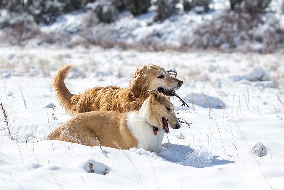 Daisy & Dune