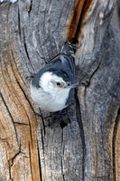 White-breasted nuthatch