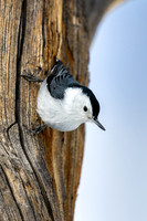 White-breasted nuthatch