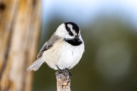 Mountain chickadee