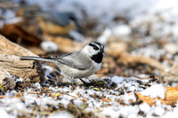 Mountain chickadee