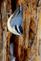 Red-breasted nuthatch
