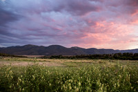 Mcknight meadow with wild licorice