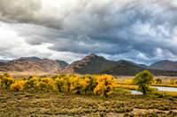 Cottonwood trees during a thunderstorm