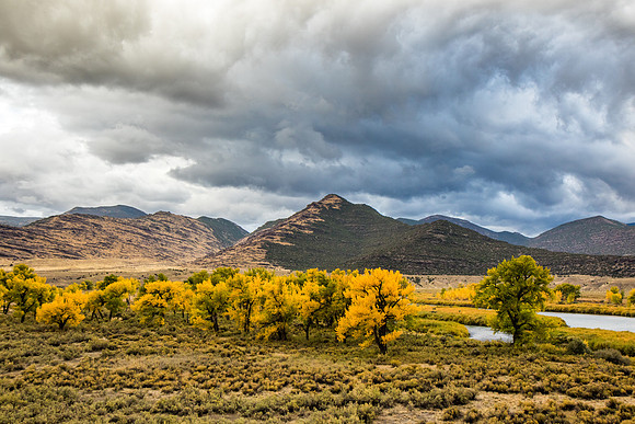 Cottonwood trees during a thunderstorm